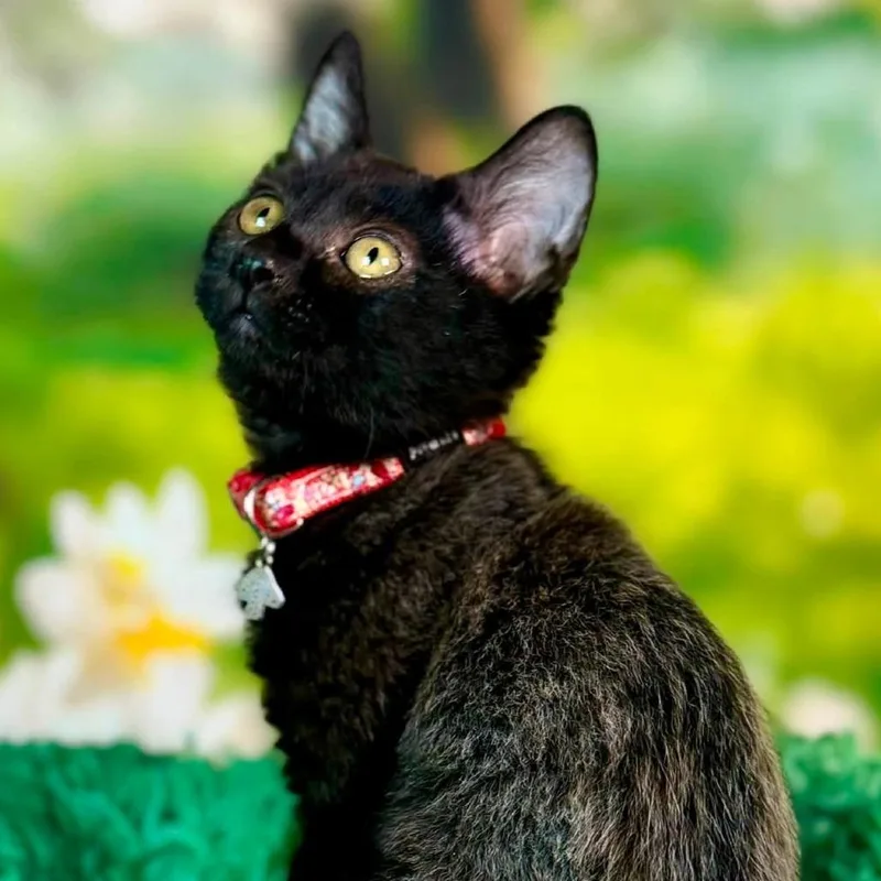 A baby small-sized female Black Domestic Short Hair cat named Jo KS for adoption in Denver, CO