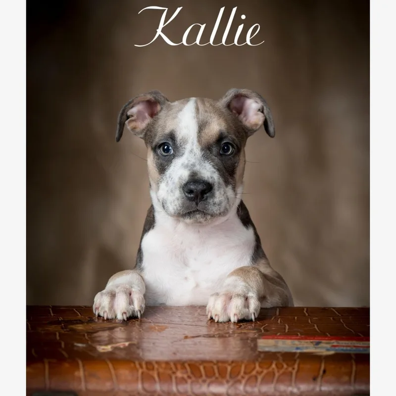 A baby medium-sized female Brown / Chocolate American Staffordshire Terrier dog named Kallie for adoption in Kannapolis, NC