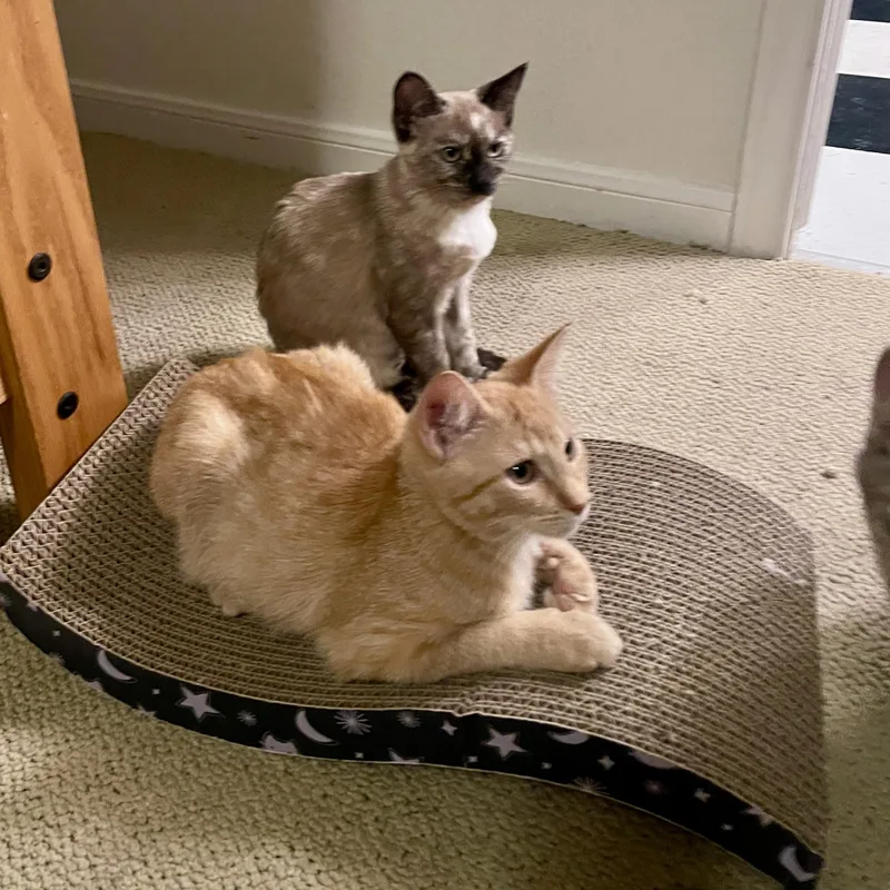 A baby medium-sized male Orange / Red Domestic Short Hair cat named Citrine for adoption in Austin, TX