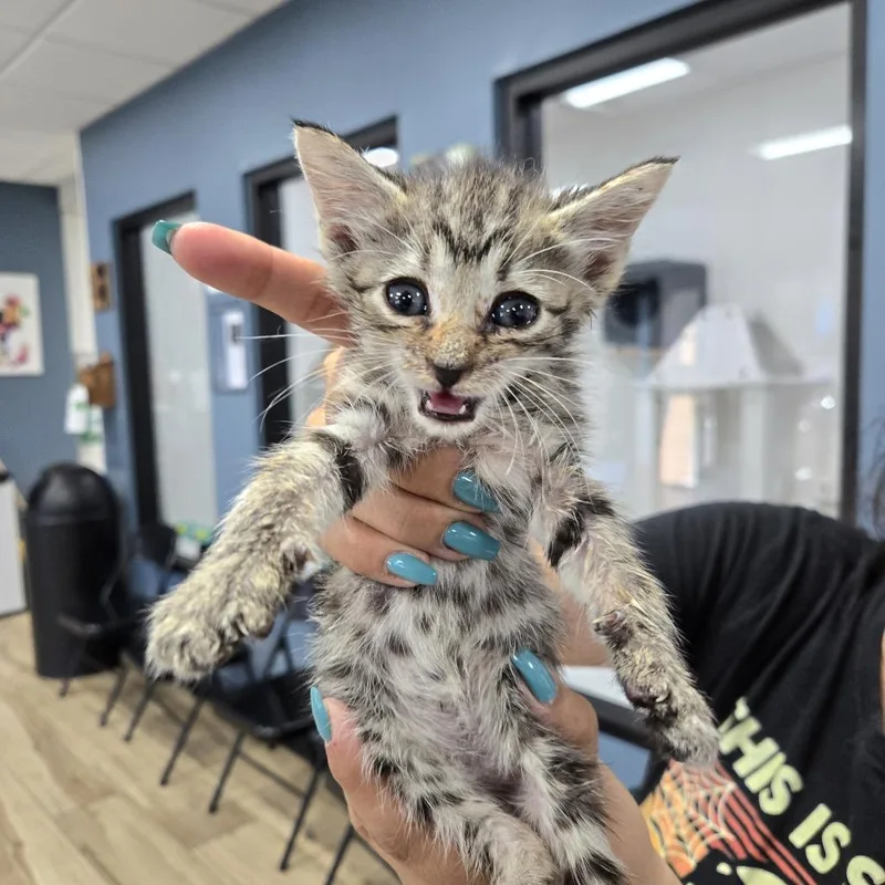 A baby small-sized male Domestic Short Hair cat named Tommy for adoption in Newark, NJ
