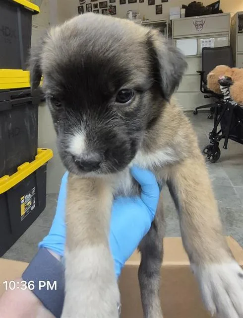 A young medium-sized female Labrador Retriever dog named Matilda for adoption in San Antonio, TX