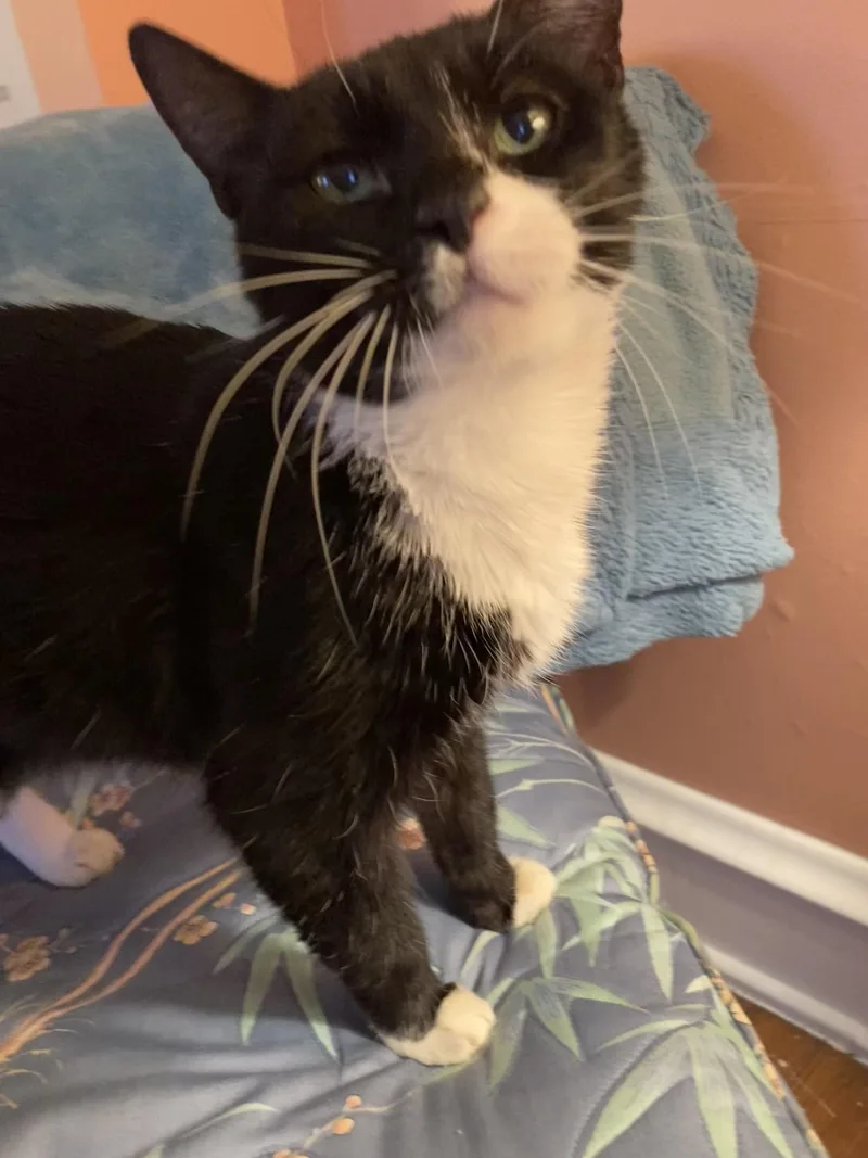 An adult medium-sized female Black & White / Tuxedo Domestic Short Hair cat named Candy for adoption in Lansdowne, PA