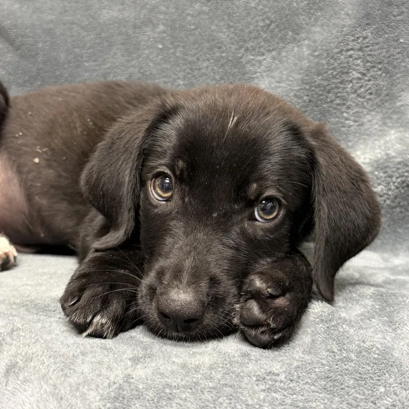 A baby medium-sized male Labrador Retriever dog named Chip for adoption in Brenham, TX