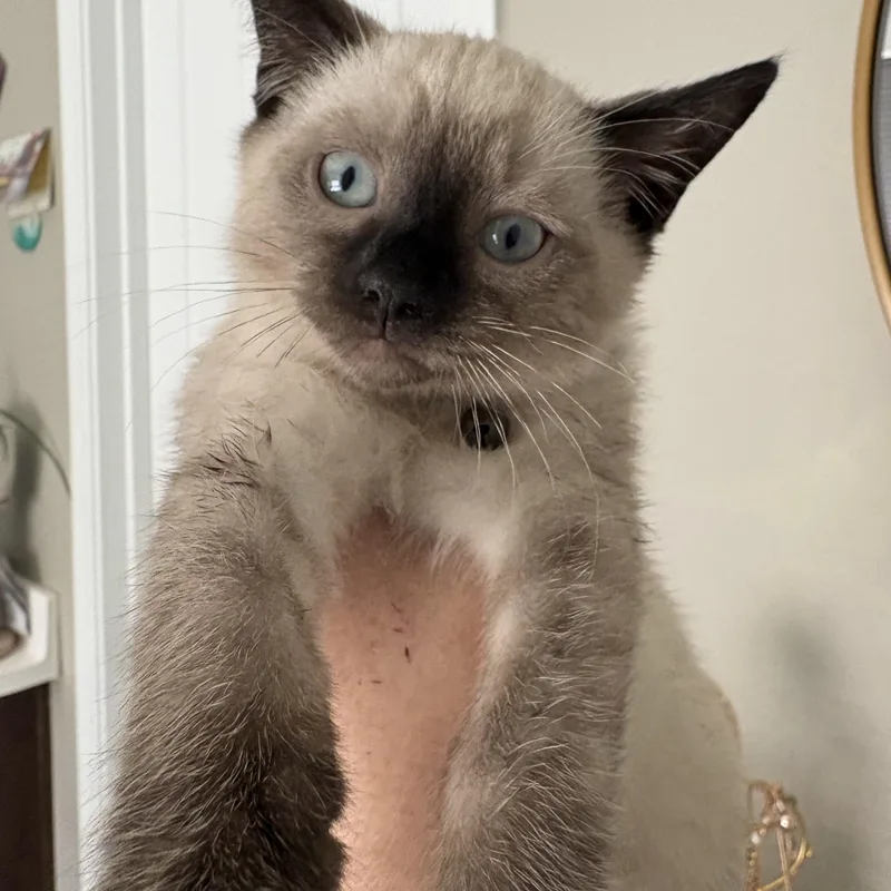A baby small-sized male Siamese cat named Romano for adoption in queen creek, AZ