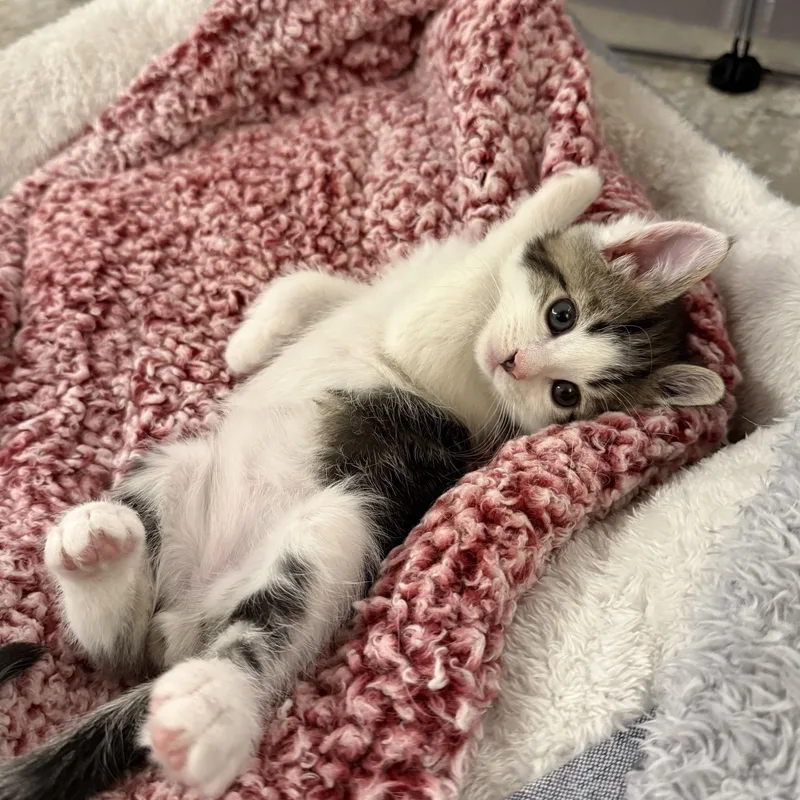 A baby small-sized male Tabby (Tiger Striped) Domestic Short Hair cat named Bron Vierra for adoption in Morrison, CO