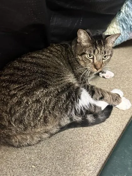An adult medium-sized female Domestic Medium Hair cat named Artemis for adoption in Palm Coast, FL