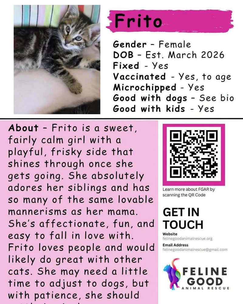 A baby medium-sized female Tabby (Brown / Chocolate) Domestic Medium Hair cat named Frito for adoption in Eugene, OR