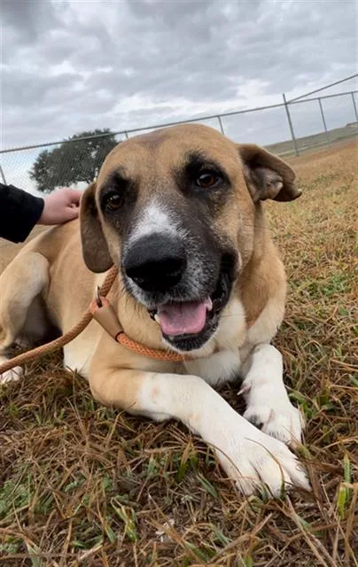 Balderdash thumbnail 2