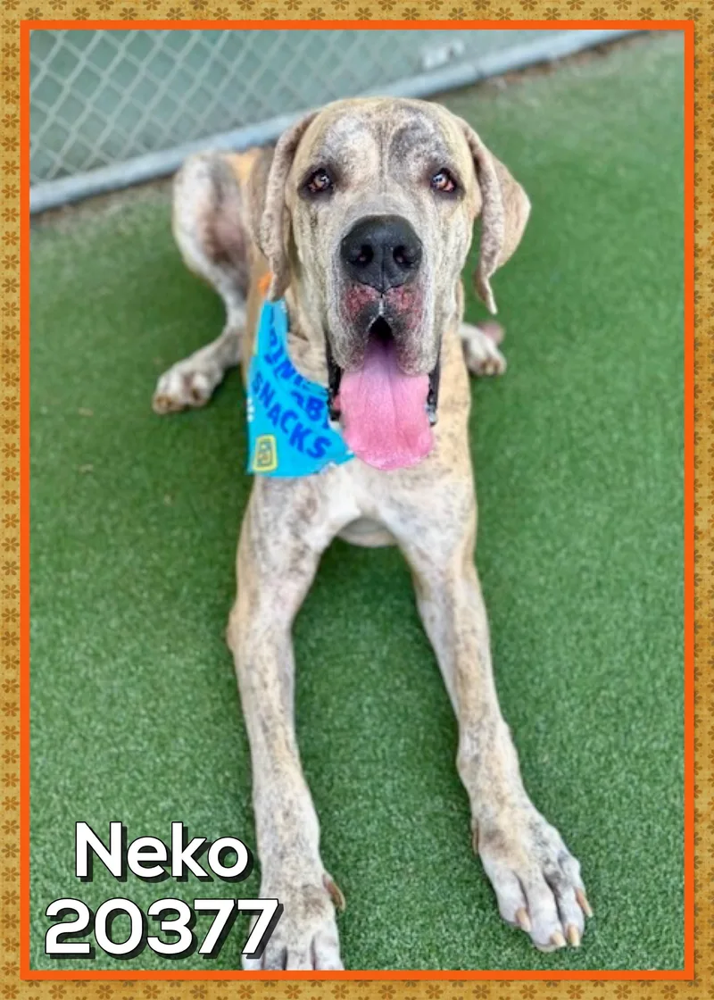 An adult extra large-sized male Brindle Great Dane dog named Neko for adoption in Marietta, GA