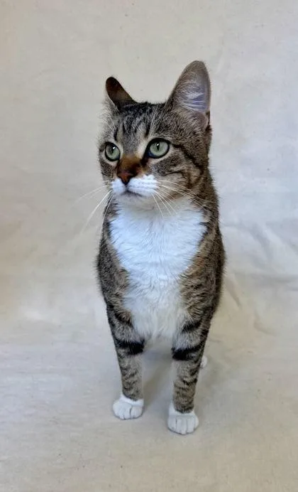 An adult large-sized female Domestic Short Hair cat named Zoey for adoption in Buffalo, MN