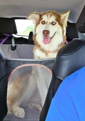 A young large-sized male Husky dog named Husky Husky for adoption in Mount Laurel, NJ