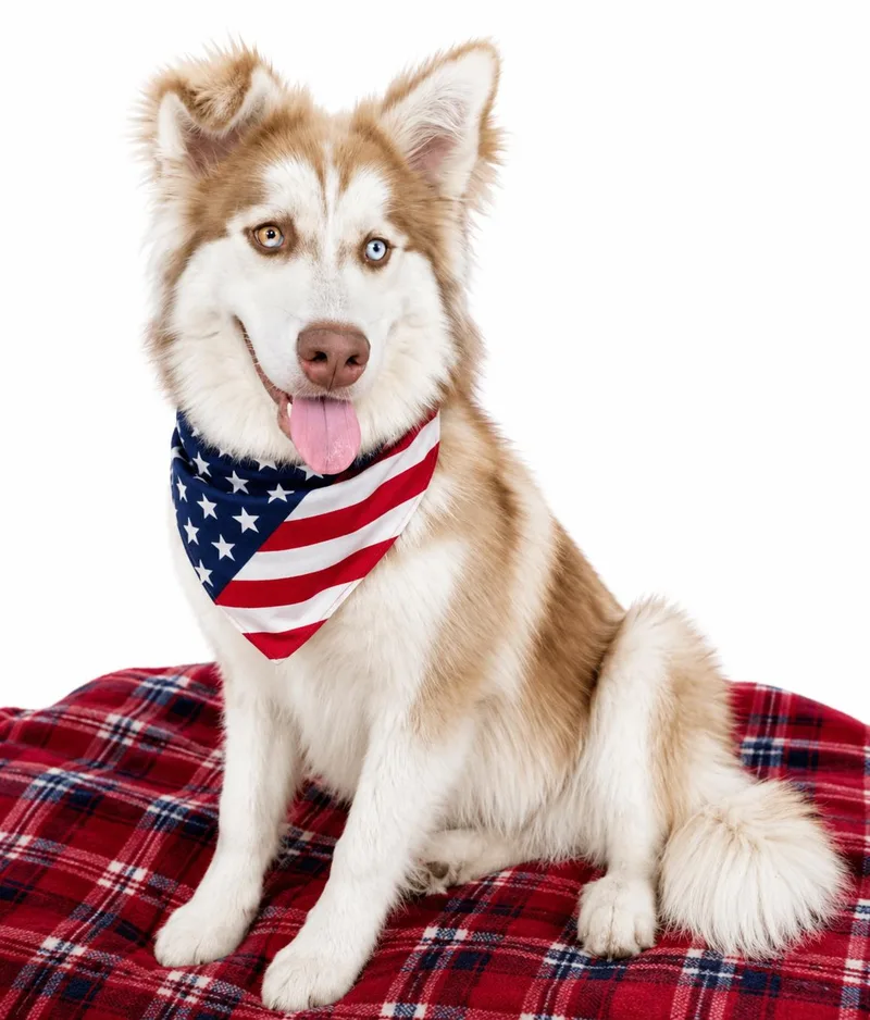 Husky  Husky thumbnail 2