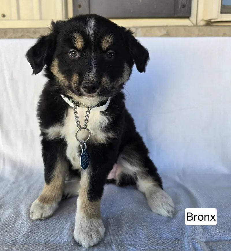 A baby medium-sized female Tricolor (Brown, Black, & White) German Shepherd Dog dog named Bronx for adoption in St. Clairsville, OH