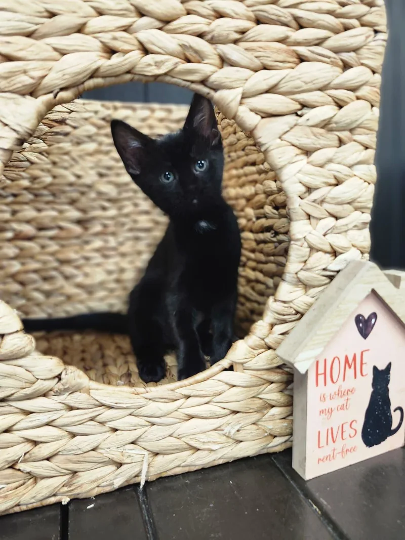 A baby medium-sized male Black Domestic Short Hair cat named Bond for adoption in Sunrise, FL
