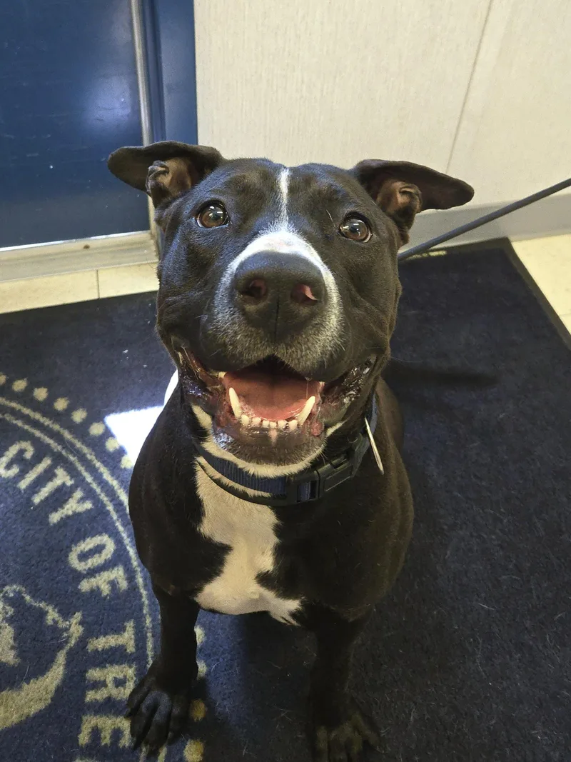 A young large-sized female Black Pit Bull Terrier dog named Stelena for adoption in Trenton, NJ