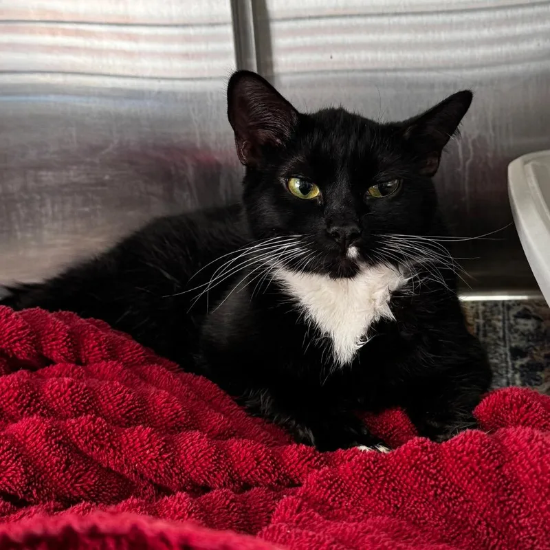 An adult medium-sized female Domestic Short Hair cat named Sugar for adoption in Henderson, NV