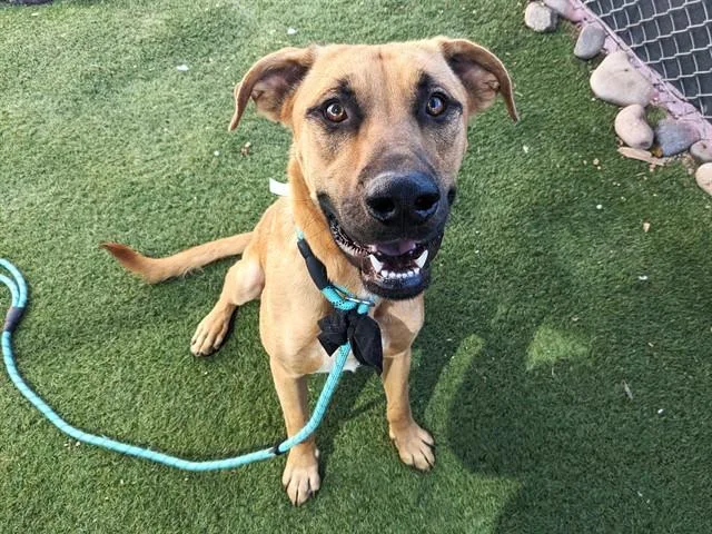 A young large-sized male Black Mouth Cur dog named Gimli for adoption in Phoenix, AZ