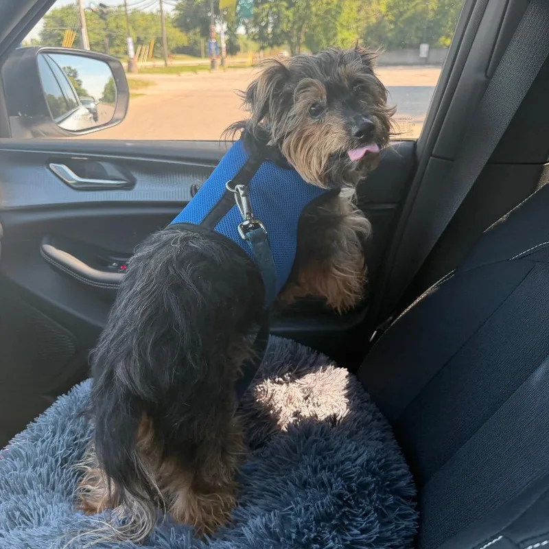 A senior small-sized male Brown / Chocolate Yorkshire Terrier dog named Hotch for adoption in Northville, MI