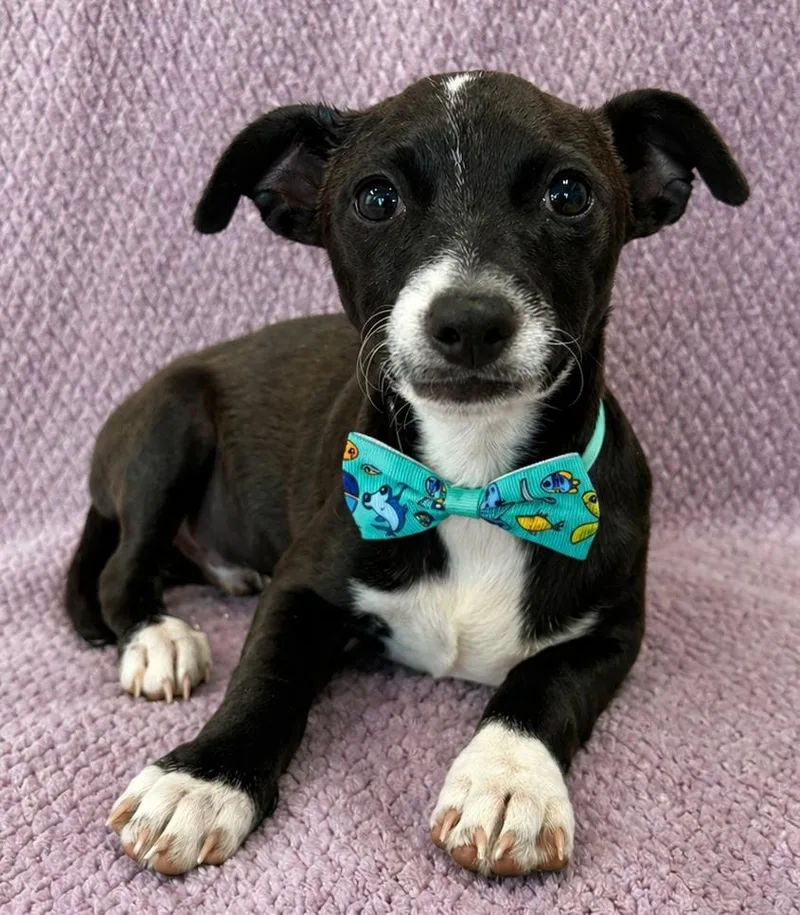 A baby small-sized male Black Chiweenie dog named Cole for adoption in Lodi, CA