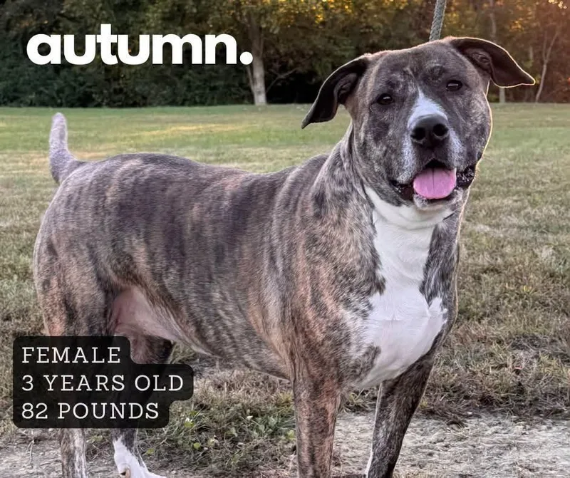 An adult large-sized female Mixed Breed dog named Autumn for adoption in Ashland, KY