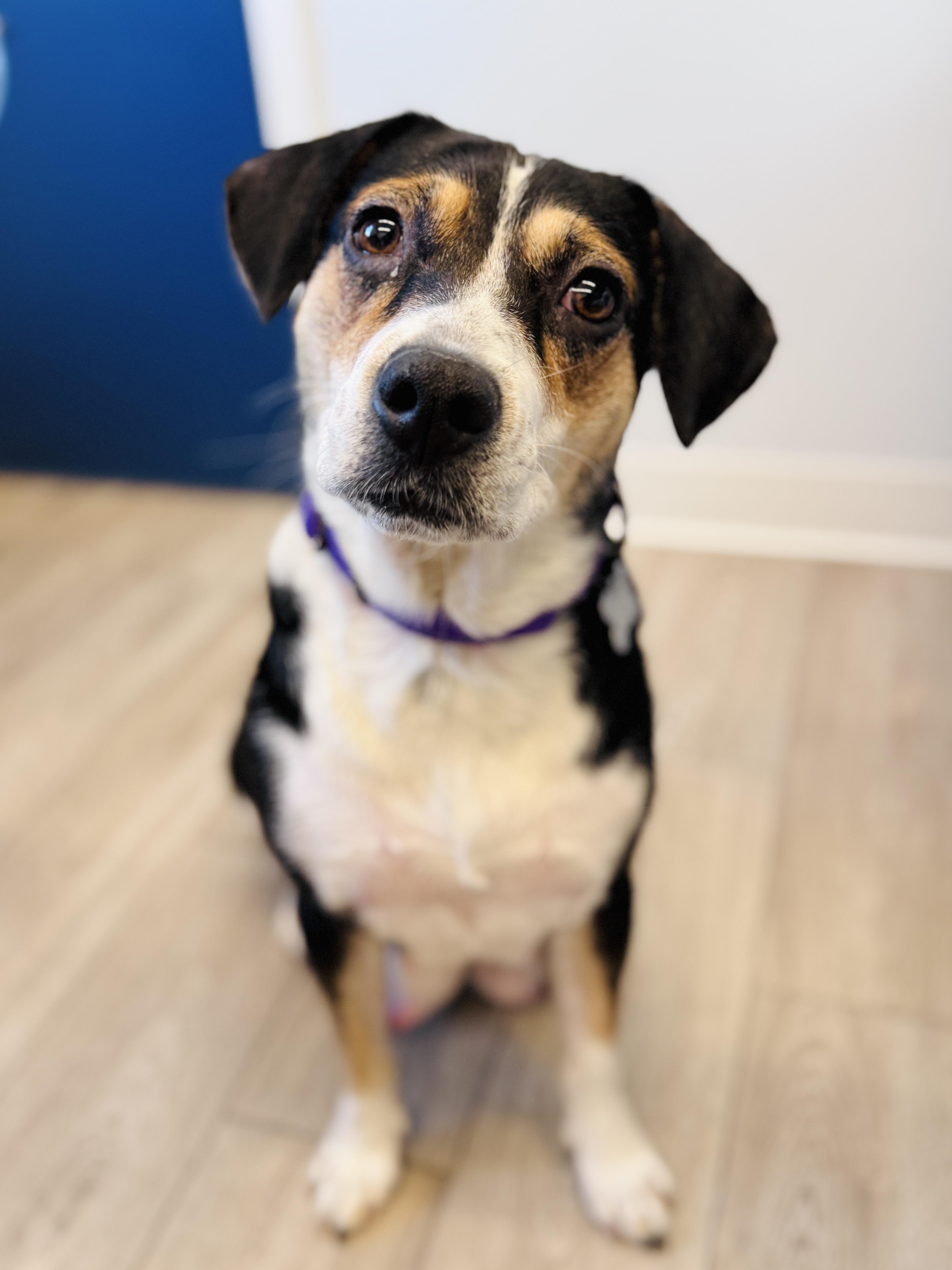 An adult medium-sized female Beagle dog named Shyla for adoption in Palatine, IL