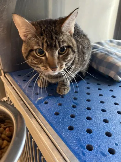 A young small-sized male Bengal cat named Cody for adoption in North Richland Hills, TX
