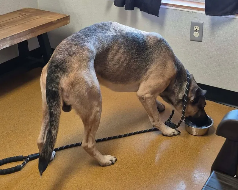An adult large-sized male Brown / Chocolate German Shepherd Dog dog named Delbert for adoption in Maryville, MO