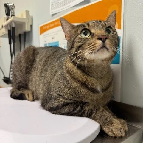 An adult medium-sized male Tabby (Brown / Chocolate) Domestic Short Hair cat named Cricket for adoption in Circleville, OH