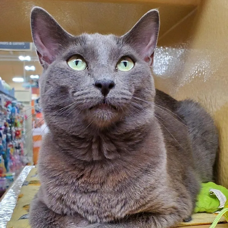 A young small-sized female Gray / Blue / Silver Russian Blue cat named Biggie for adoption in Hemet, CA