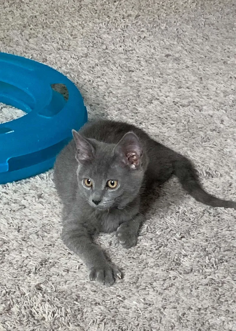 A baby small-sized male Gray / Blue / Silver Domestic Short Hair cat named Pulsar for adoption in Greensburg, PA