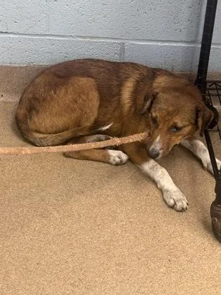 A young medium-sized female Mixed Breed dog named Hartell for adoption in Chamblee, GA