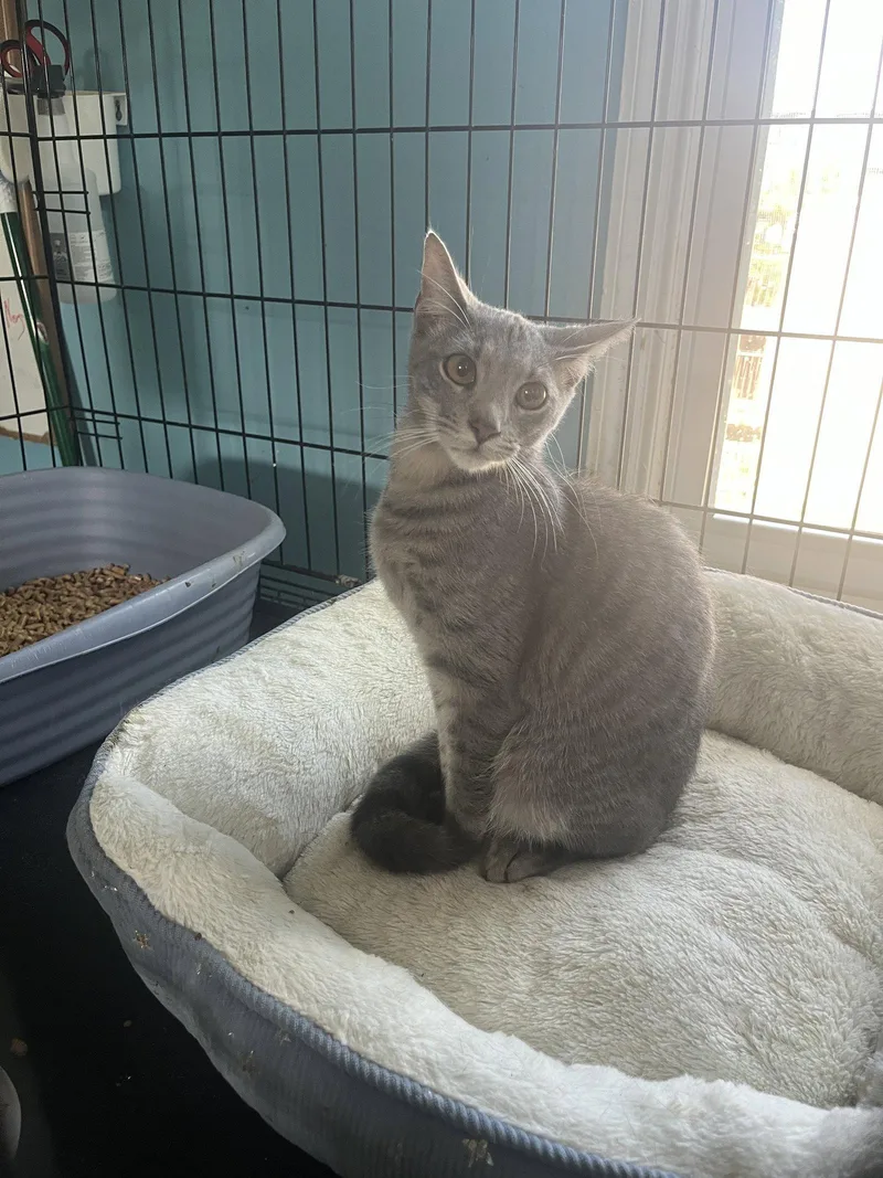 A baby medium-sized male Gray / Blue / Silver Domestic Short Hair cat named Jersey Boy for adoption in Broomall, PA