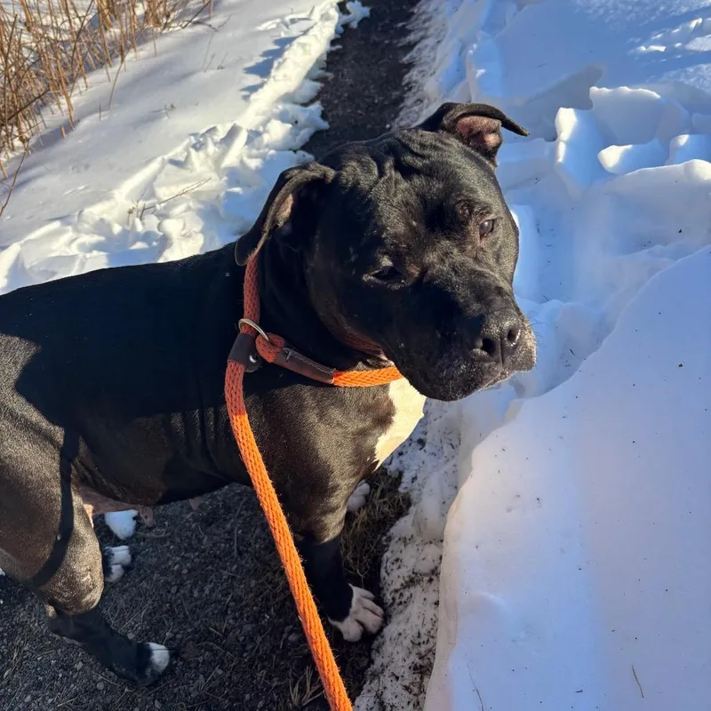 A senior large-sized female Black Pit Bull Terrier dog named Athena for adoption in York, PA
