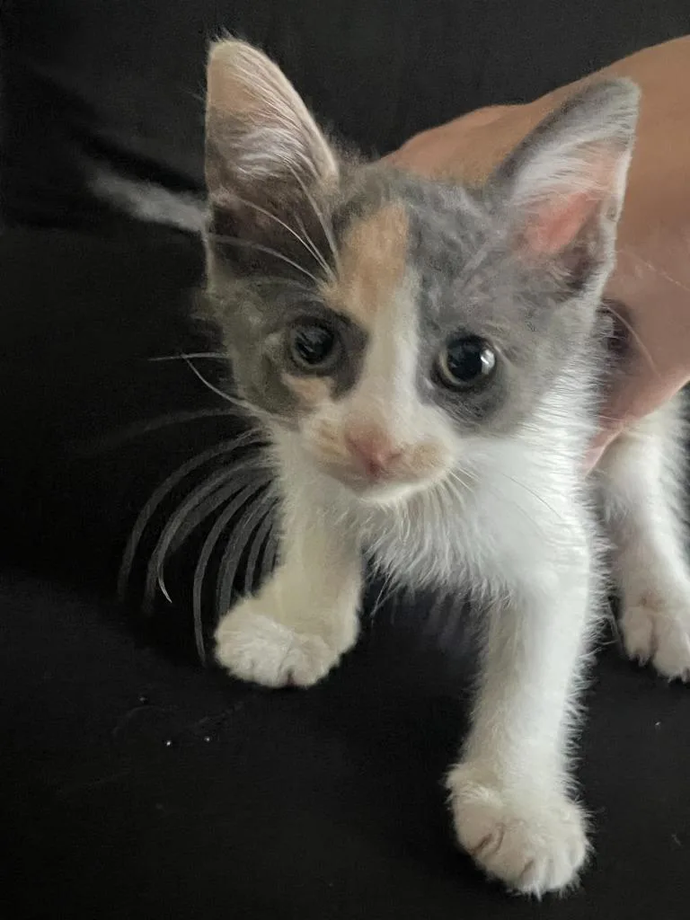 A baby small-sized female Domestic Short Hair cat named CalliZara for adoption in Darien, GA