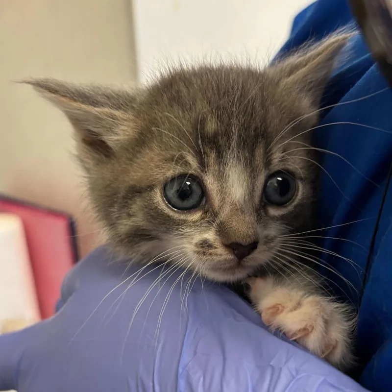 A baby small-sized female Gray / Blue / Silver Domestic Short Hair cat named Trisha for adoption in Wilmington, DE