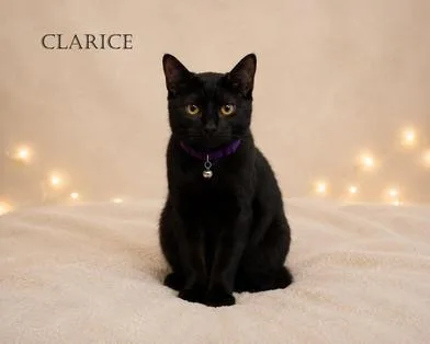 Clarice thumbnail 5