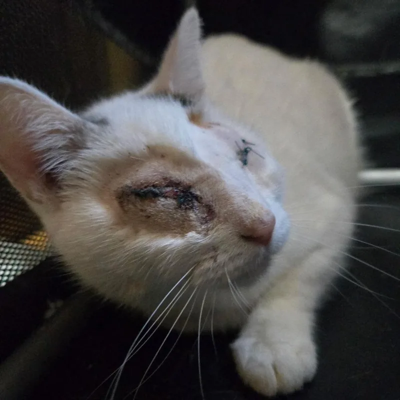 A young medium-sized female White Domestic Short Hair cat named Cookie for adoption in Coos Bay, OR