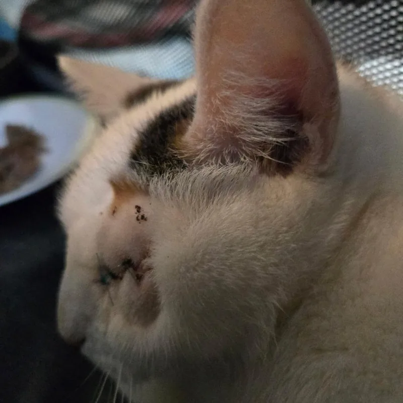 Cookie thumbnail 2