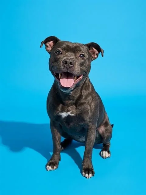 A young medium-sized female Mixed Breed dog named Pumpkin for adoption in Jacksonville, FL