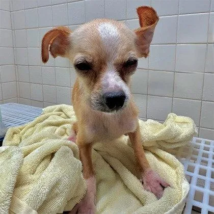 A young small-sized male Chihuahua dog named Hot Dog for adoption in Oakland, CA