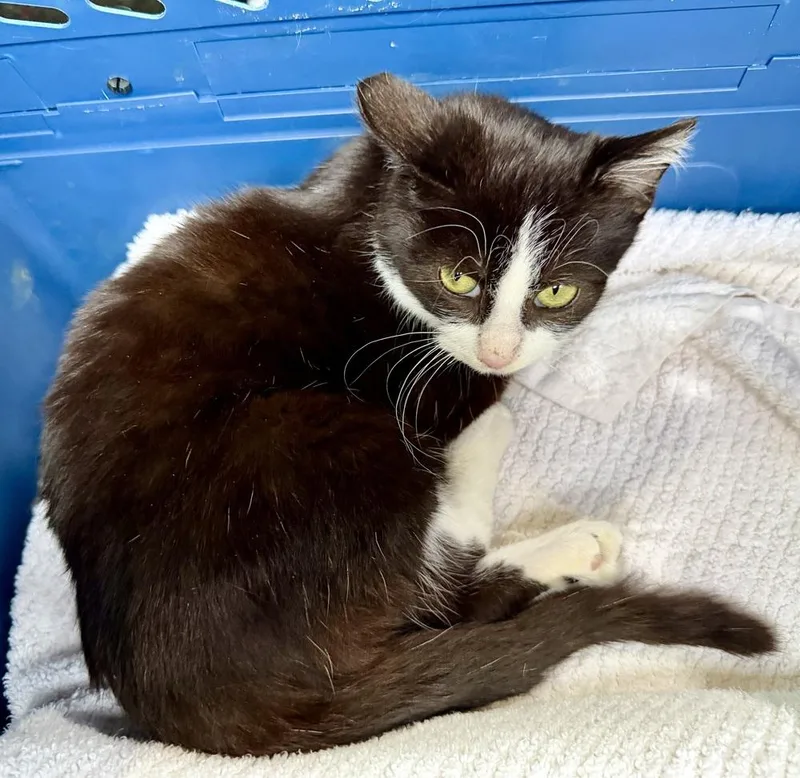 Sugarplum thumbnail 3