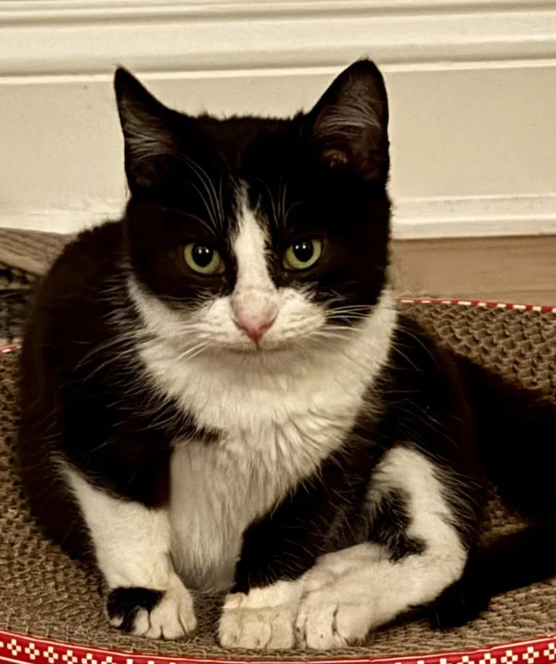 Sugarplum thumbnail 4