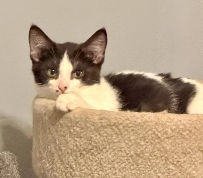 Sugarplum thumbnail 6