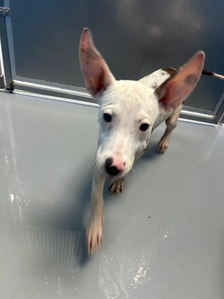 A baby medium-sized male Terrier dog named Moe for adoption in Hartsville, SC
