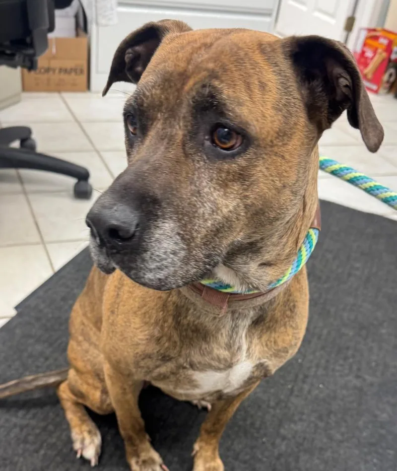 An adult large-sized female Pit Bull Terrier dog named Maple for adoption in Hastings, MI