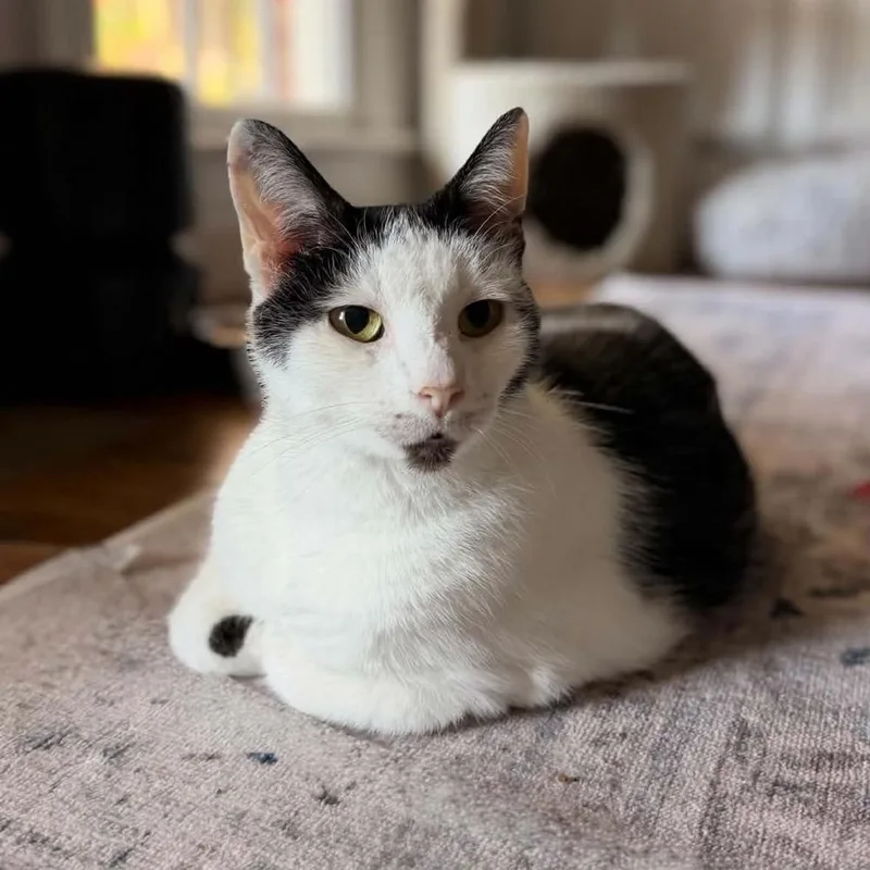 A senior large-sized male Black & White / Tuxedo Domestic Short Hair cat named Mr. Winkles for adoption in Raleigh, NC