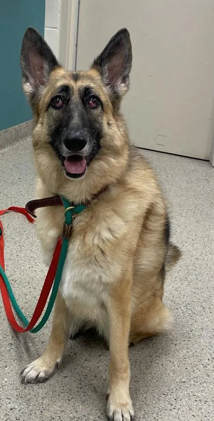 A young large-sized female German Shepherd Dog dog named Astrid for adoption in Fishers, IN