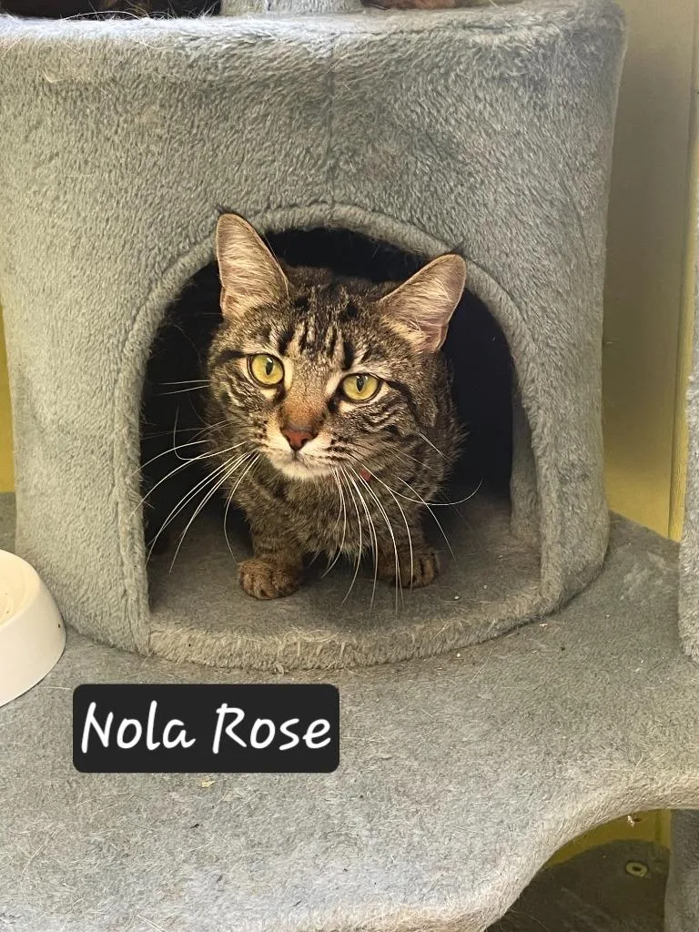 Nola Rose thumbnail 2