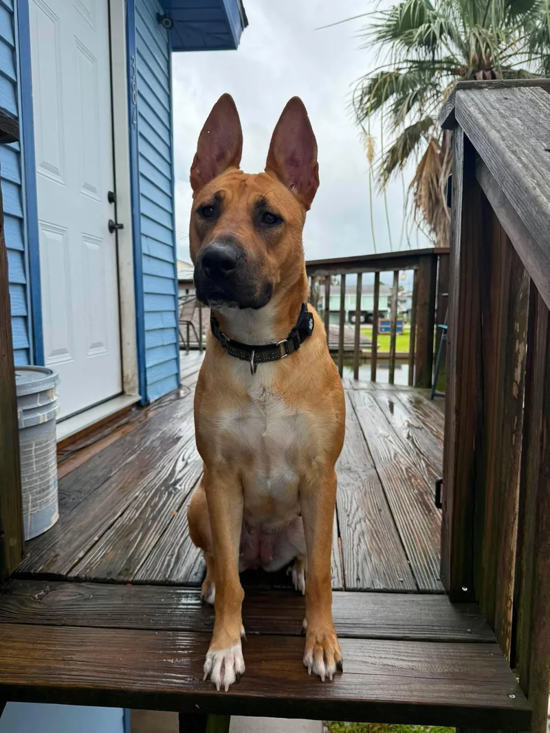 A young large-sized female Mixed Breed dog named Kimber for adoption in Lockhart, TX
