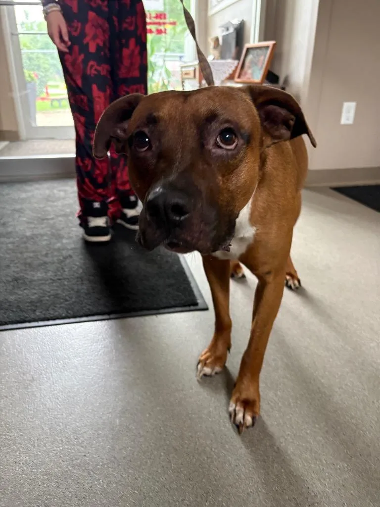 A young medium-sized male Pit Bull Terrier dog named Huckleberry for adoption in La Porte, IN